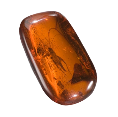 Natural Amber From NY Bold & Trendy
